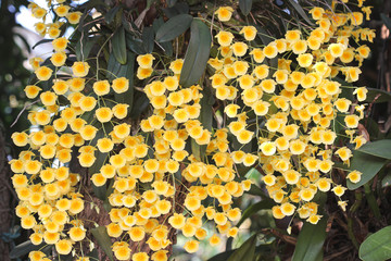 Large group yellow orchid flowers or dendrobium lindleyi steud blooming hang on tree in garden...