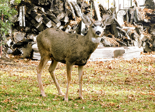 Deer in woods