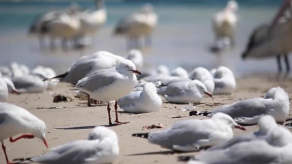 flock of seagulls on the beach group of bird having rest on sand near water relaxing sunny day