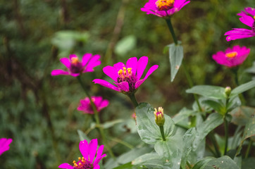 Purple, pink, red, beautiful cosmos flowers blooming in the garden. Spring time