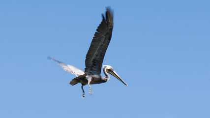 white stork in flight