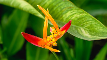 Tropical exotic blossom, orange flower blooming on dark green leaf, nature background. Yellow Heliconia flower and with green leaves