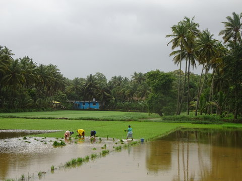 Farmers In The Filed In Goa Monsoon