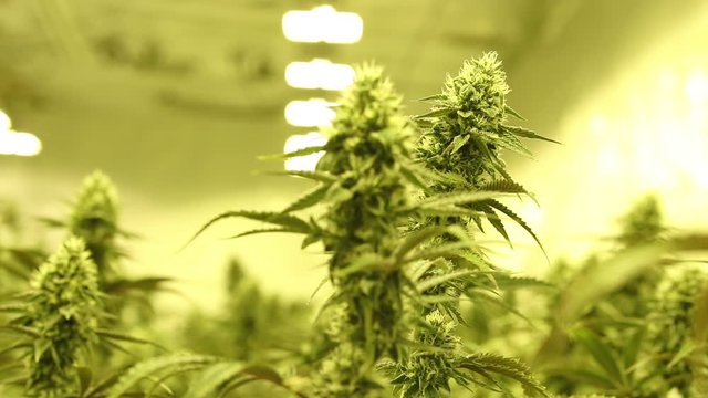 Marijuana cannabis hemp plants in a large indoor growing facility. Shot in 4k slowmotion