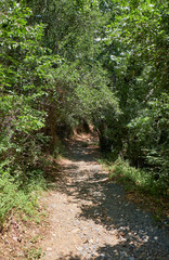 Nature trail to the Millomeris waterfall. Platres, Cyprus.