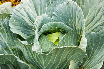 Green cabbage in the garden