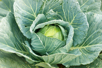 Obraz premium Green cabbage in the garden