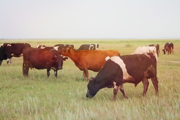 Fototapeta na wymiar Cows graze in the meadow. Brown and black animals nibble on the grass. Summer photo of cattle cattle in nature. Farm products, nature, non-GMO, natural milk, environmentally friendly product.