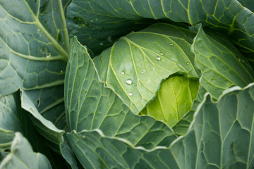 Fototapeta premium Green cabbage in the garden
