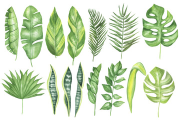 Set of tropical leaves