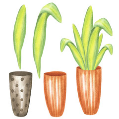 Set of Yucca plant leaves and pots