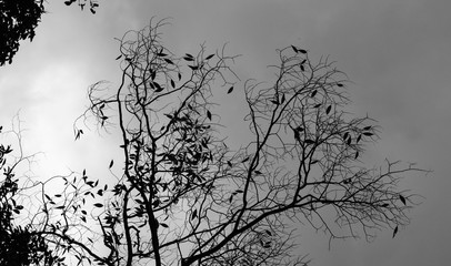Tree  branches on the gray sky as background