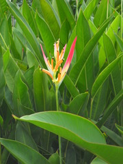  A beautiful Flower
