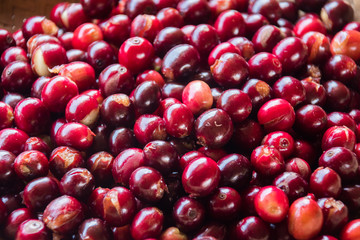 Fresh red coffee that is ripe and ready to go through various processes.