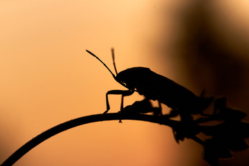 Silhouette insect and plant stem