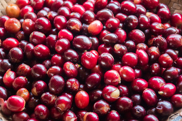 Fresh red coffee that is ripe and ready to go through various processes.