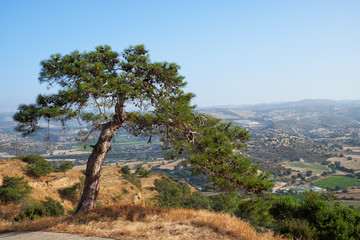 Obraz premium The view of the lonely pine on a hill. Limassol district. Cyprus