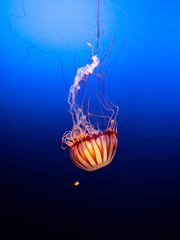 jellyfish in water
