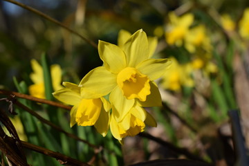 Obraz premium 3月の花02
