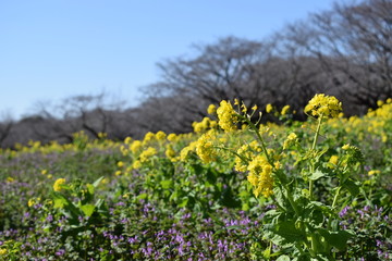 3月の花07