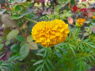 yellow flowers in the garden