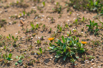 First spring flowers in the desert