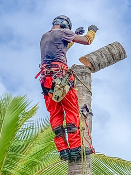 B&ucirc;cheron &eacute;lagueur abatteur sur cocotier 