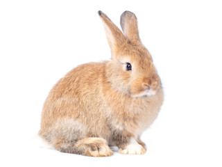 Obraz premium Red-brown cute baby rabbit isolated on white background. Lovely brown rabbit sitting.