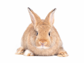 Obraz premium Red-brown cute baby rabbit isolated on white background. Lovely brown rabbit sitting.