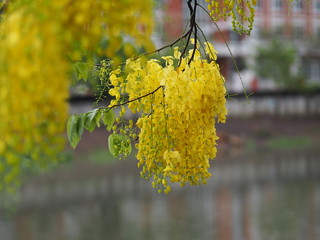 Cassia fistula, Golden Shower Tree, Yellow flowers in full bloom with rain drops after rainfall beautiful in garden blurred of nature background