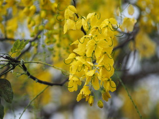 Cassia fistula, Golden Shower Tree, Yellow flowers in full bloom with rain drops after rainfall beautiful in garden blurred of nature background