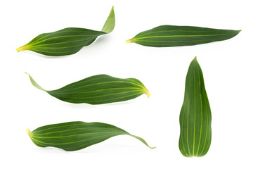 Set of beautiful fresh lily leaves isolated on white background
