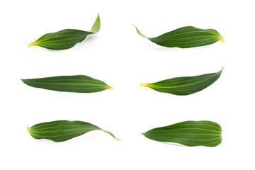 Set of beautiful fresh lily leaves isolated on white background