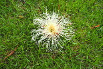 dandelion in the grass