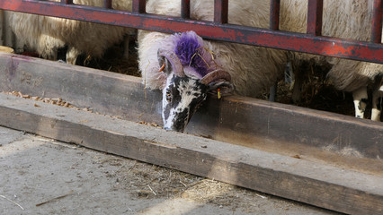 A sheep eating silage through gate