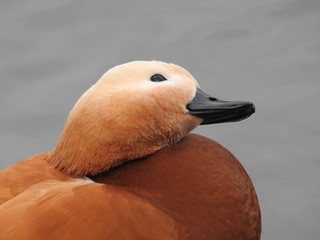 Ruddy shelduck