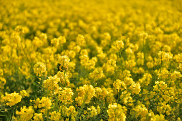 Obraz premium 菜の花畑