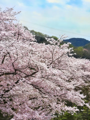 桜の丘