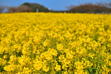 Obraz premium 菜の花畑