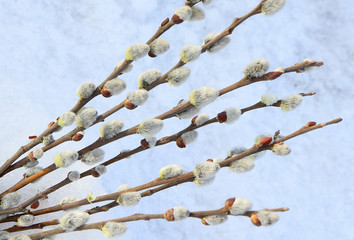 A bunch of willow branches with budding buds lies on the snow and is illuminated by sunlight.
