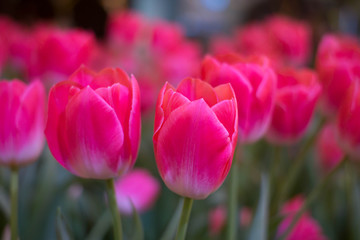 Close up of pink Tulips. Beautiful flowers background. 