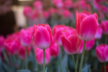 Obraz premium Beautiful bright pink tulips blooming in the garden. Selective Focus.