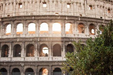Obraz premium View of the Coliseum in the rays of sunset light through flowering plants. Rome, Italy. European tourism