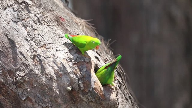 Female Vernal Hanging Parrot clean and survey the tree hollow to make the nest.