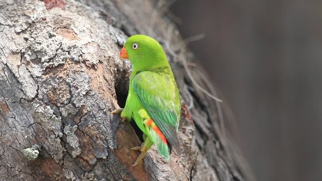 Female Vernal Hanging Parrot clean and survey the tree hollow to make the nest.