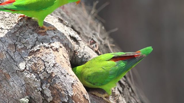 Female Vernal Hanging Parrot clean and survey the tree hollow to make the nest.
