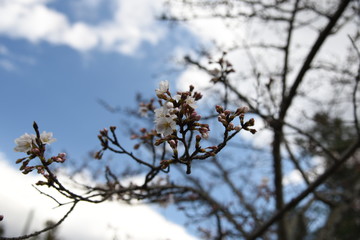 桜