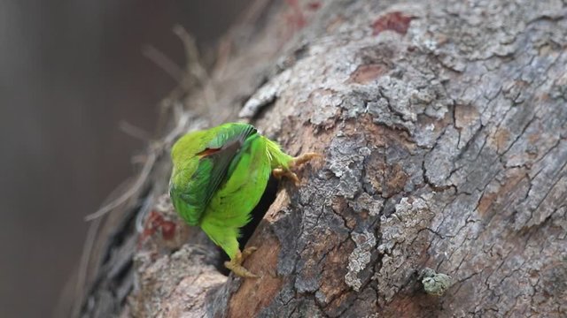 Female Vernal Hanging Parrot clean and survey the tree hollow to make the nest.