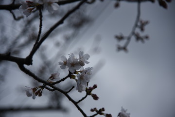 桜