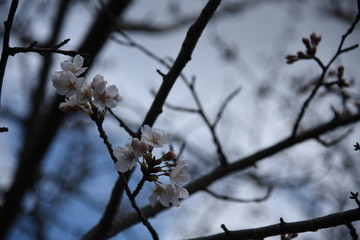 桜